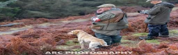 Labrador Retriever dogs for sale: FTCh Gunnerspeg Gambler × Greenbriar Tanzanite - Advert 34