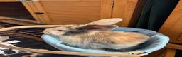 Mini Lop rabbits for sale: Late Spring babies - Advert 2