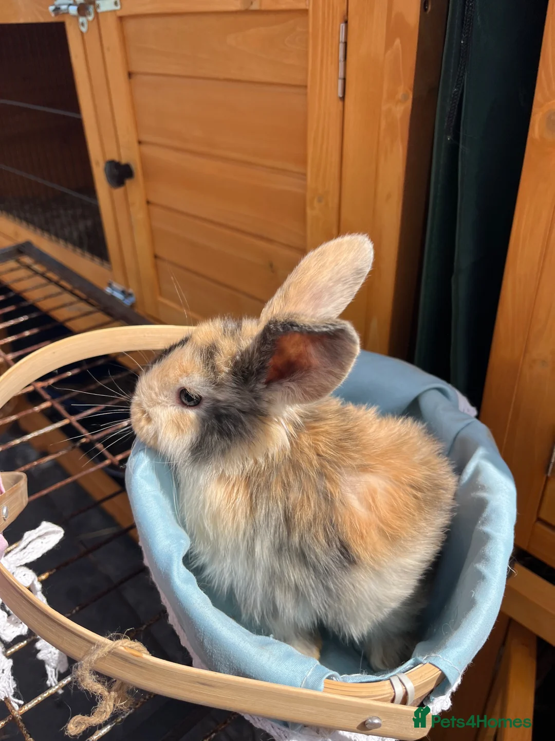 Mini Lop rabbits for sale: Late Spring babies - Advert 2