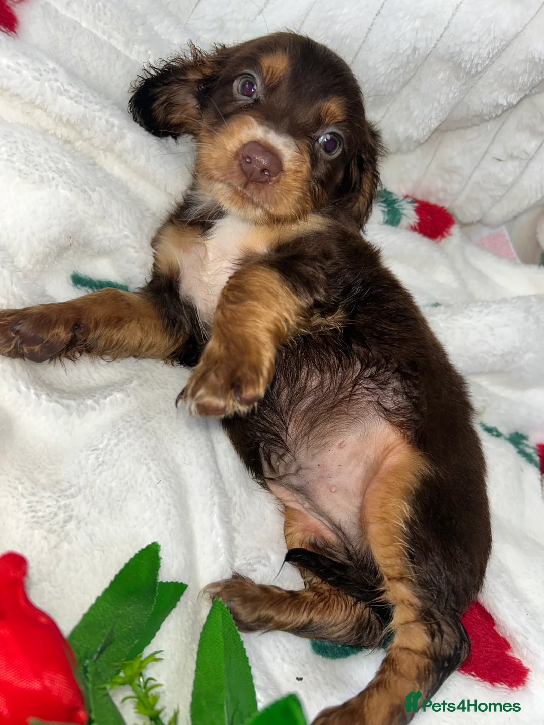 Miniature Dachshund dogs for sale: Miniature dachshund  - Advert 16