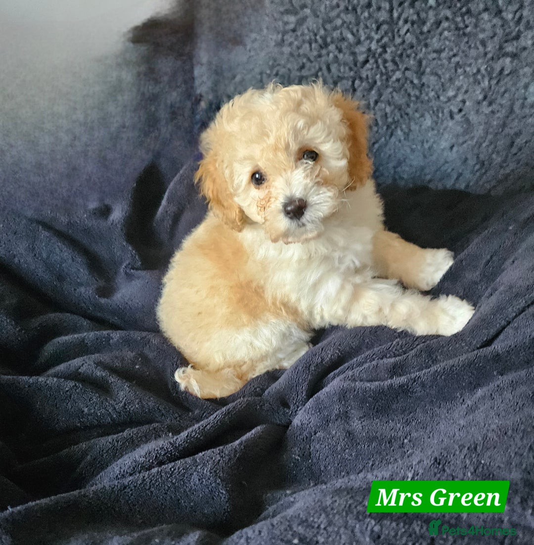 Shihpoo dogs for sale: Stunning 3rd Generation Shihpoo Puppies For Sale - Image 7
