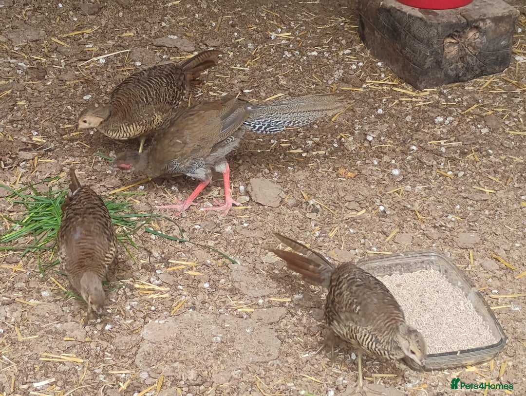 Pheasants poultry for sale: 4 Golden Pheasants and One Silver - Image 5