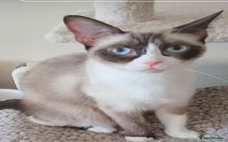 Snowshoe cats for sale: Purebred Snowshoe cat - Image 1