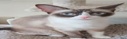 Snowshoe cats for sale: Purebred Snowshoe cat - Advert 1