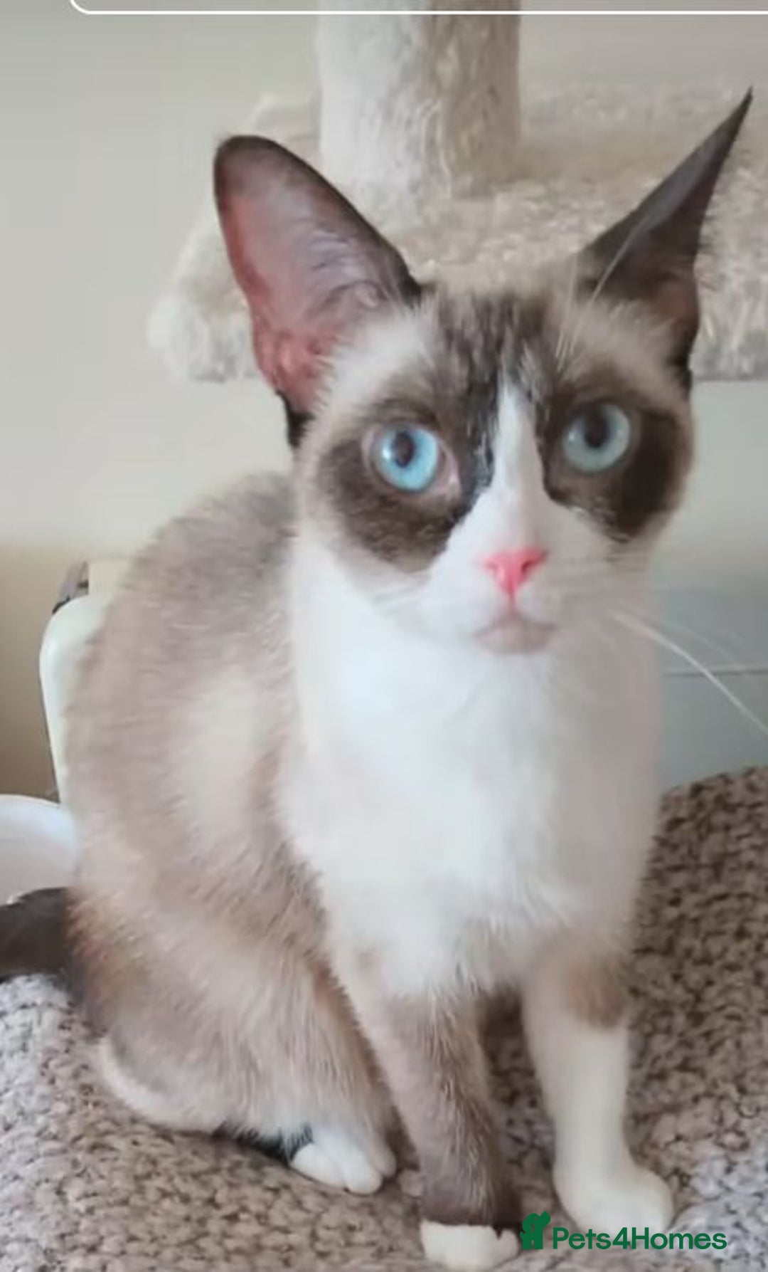 Snowshoe cats for sale: Purebred Snowshoe cat - Image 1