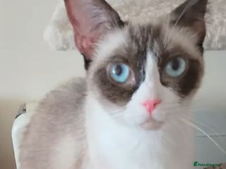 Snowshoe cats for sale - Advert 1