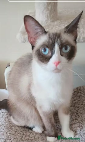 Snowshoe cats Purebred Snowshoe cat - Advert 1