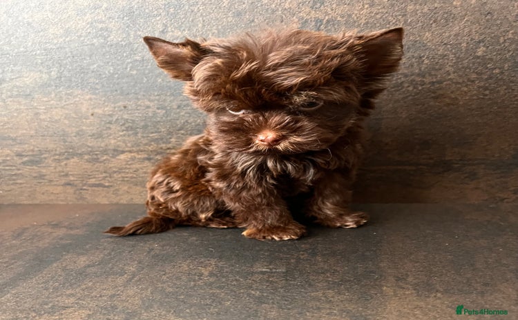 Yorkshire Terrier dogs - Advert 2