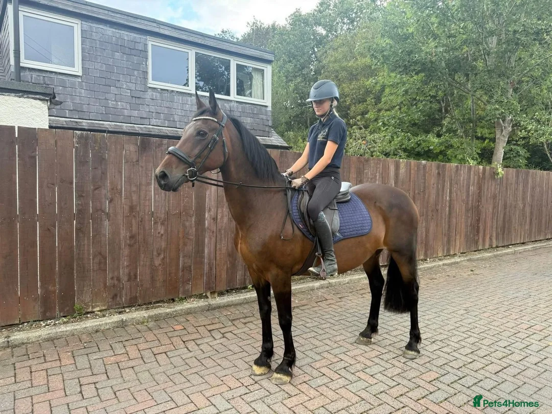 Welsh Section D horses for sale: 15hh safe hacker - all rounder  - Advert 2
