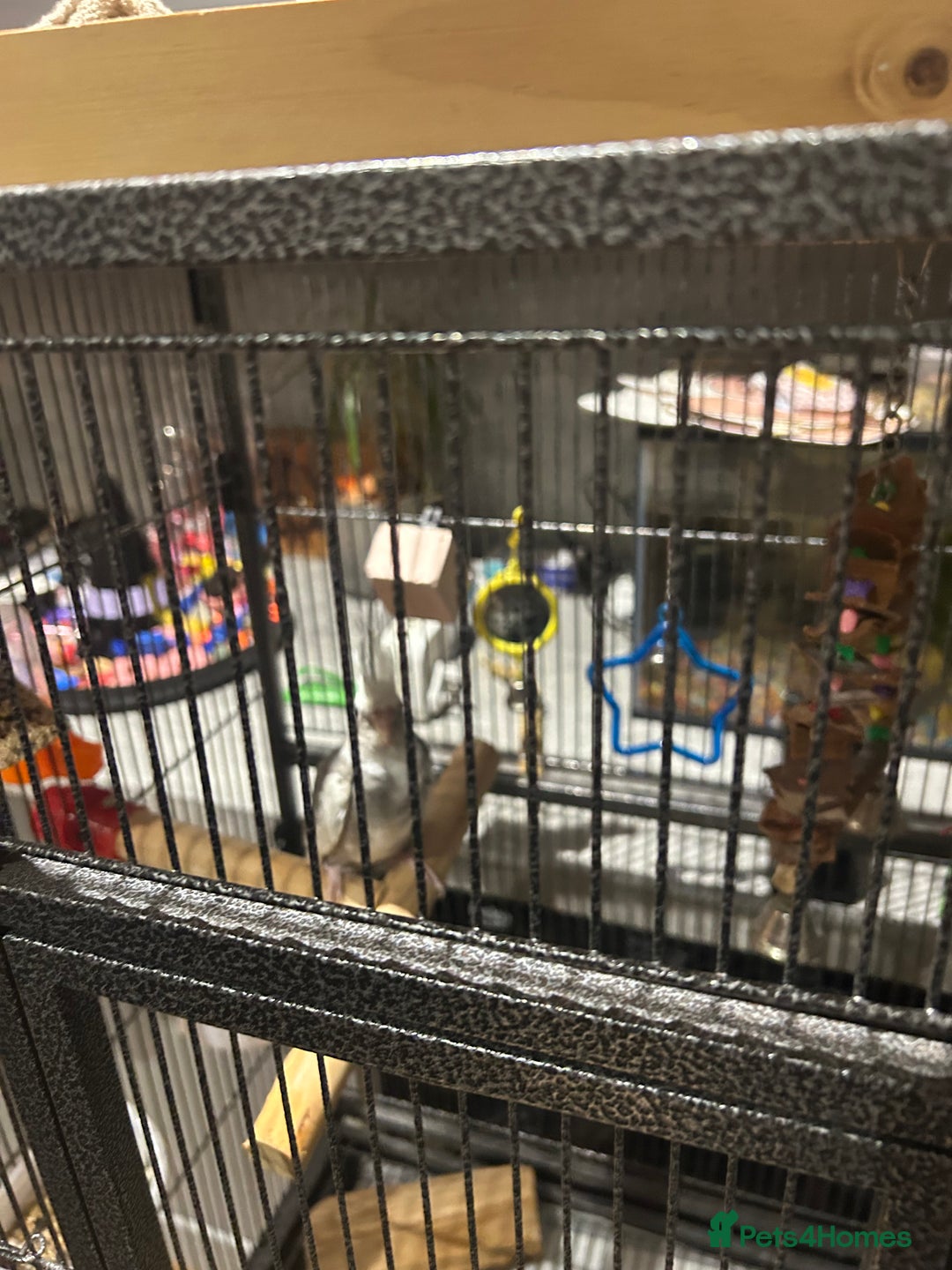 Cockatiels birds for sale: Beautiful, vocal baby cockatiel male - Image 6