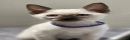 Siamese cats for sale: GCCF Registered Traditional Siamese Kittens.  - Advert 27