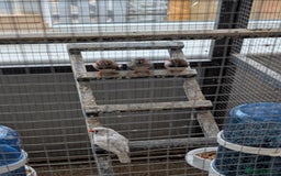 Finches birds for sale: 2 pairs of zebra finches and 3 cpq with large cage - Image 2