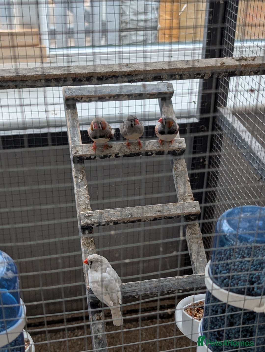 Finches birds for sale: 2 pairs of zebra finches and 3 cpq with large cage - Image 2