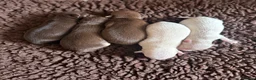 Chihuahua dogs for sale: Oh hey! We are new here! Beautiful Chihuahua pups - Advert 5