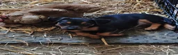 Mixed Breed dogs for sale: Jackpins - Advert 9