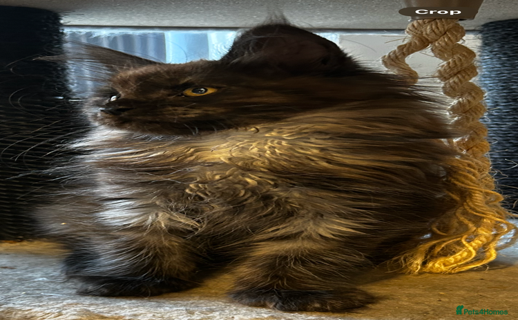 Maine Coon cats - Advert 14