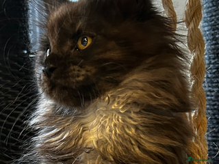 Maine Coon cats - Advert 9
