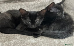 Domestic Shorthair cats for sale: 2 14-WeekOld Kittens Looking for Loving Homes - Image 1