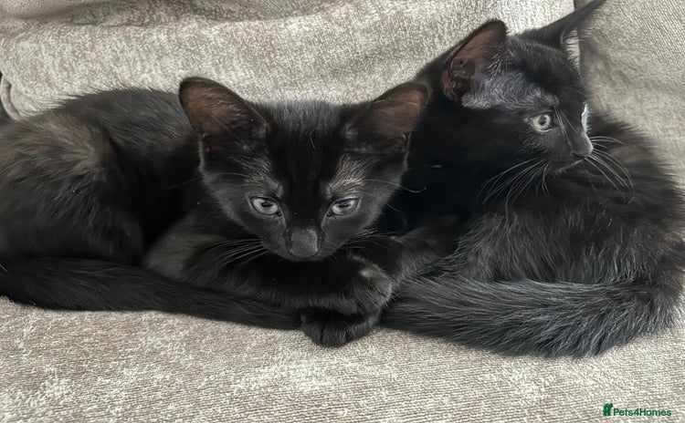 Domestic Shorthair cats - Advert 1