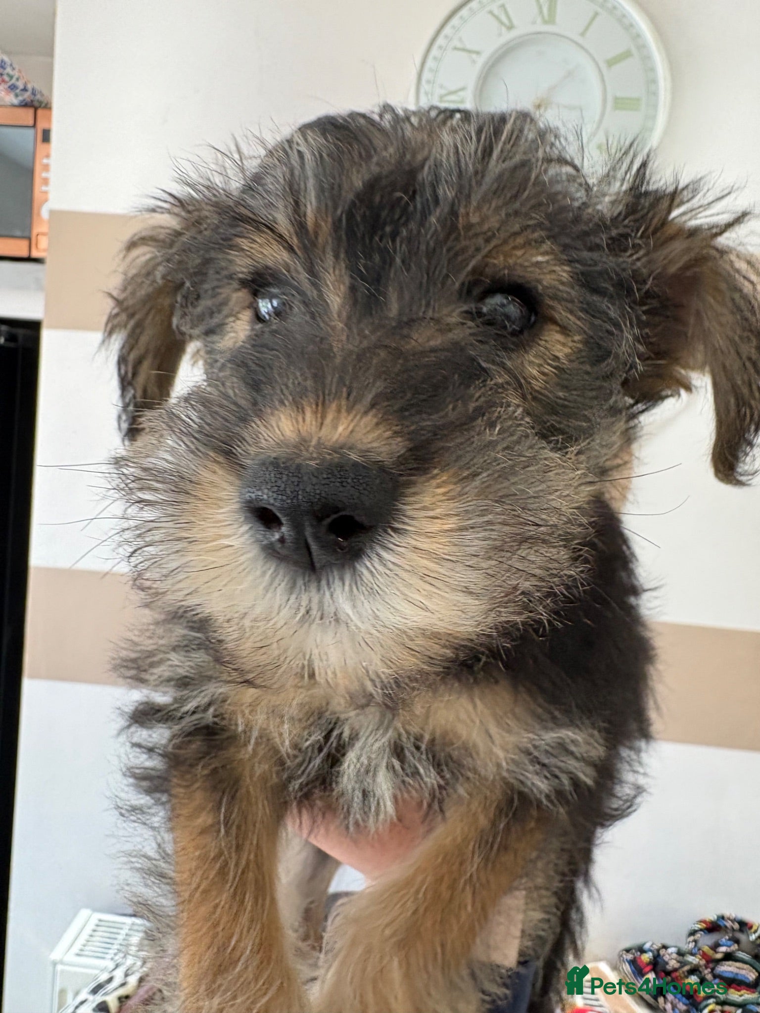 Mixed Breed dogs Wowauzer puppies for sale. Last girl  - Advert 12