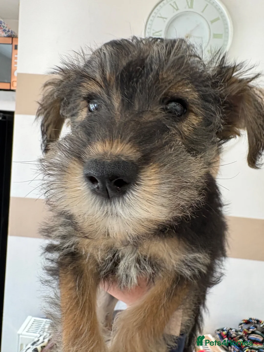 Mixed Breed dogs for sale: Wowauzer puppies for sale. Last girl  - Advert 1