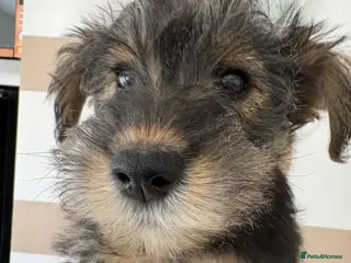 Mixed Breed dogs Wowauzer puppies for sale. Last girl - Advert 12