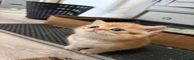 British Shorthair Kitten Golden Boy 3