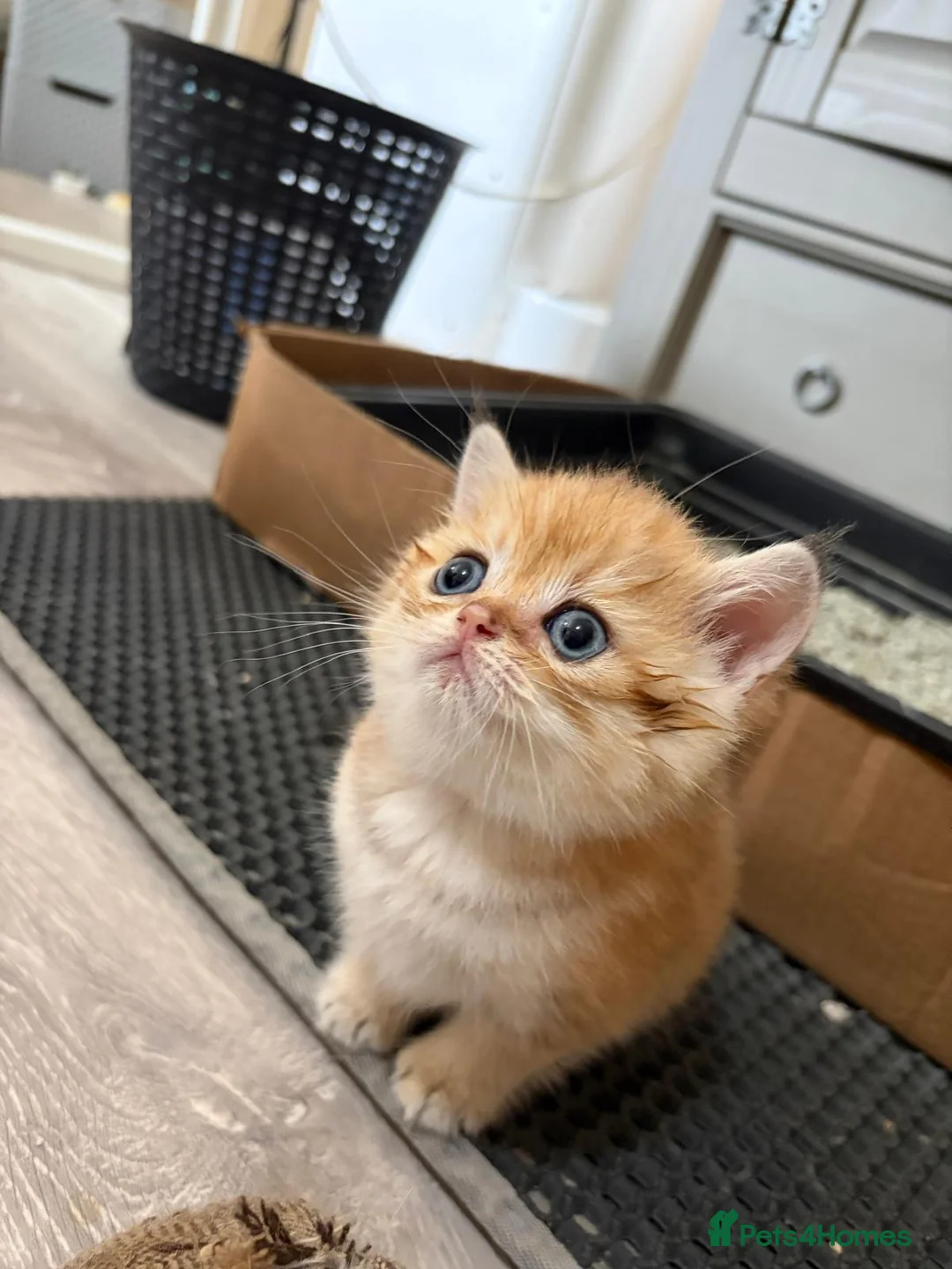 British Shorthair cats for sale: Intelligent Girl Golden British Short Hair Kitten  - Advert 14