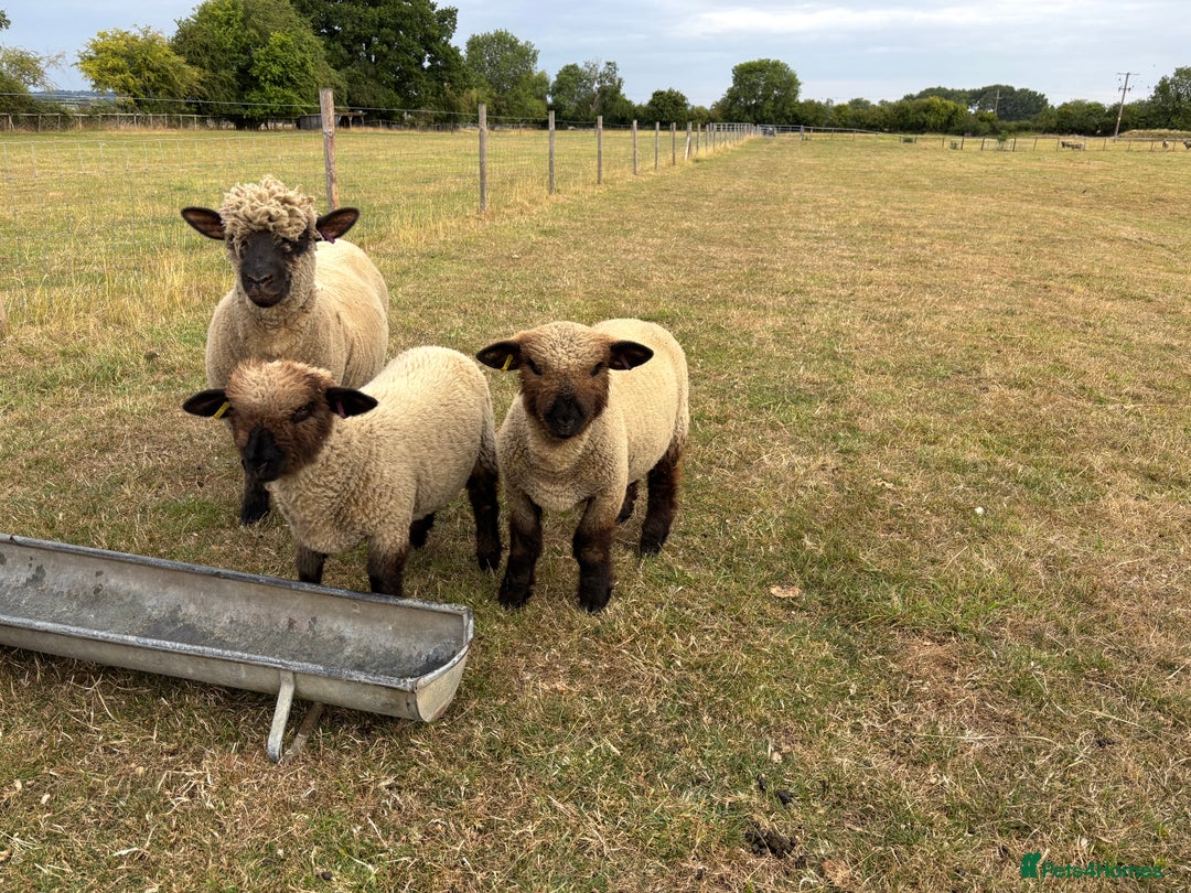 Sheep livestock for sale: Oxford Down Rare Breed Lambs - Image 5