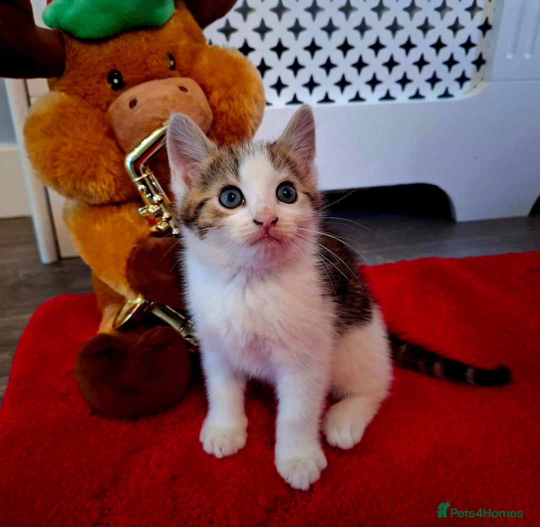 Mixed Breed cats for sale: Boy kitten - Advert 3