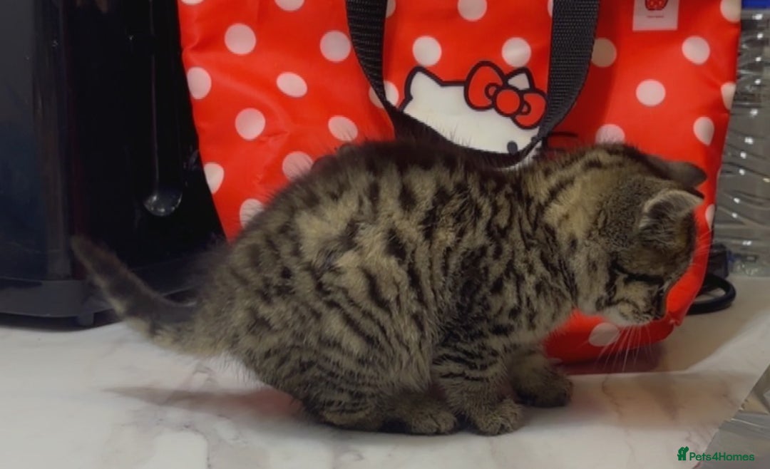 Toyger cats for sale: Cute kitten for sale  - Image 5