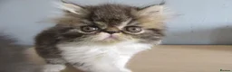 Persian cats for sale: Adorable female Persian kittens - Advert 11