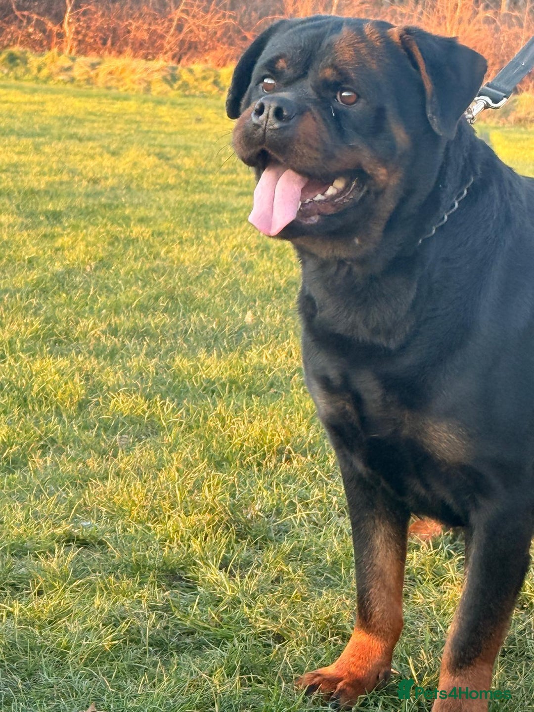Rottweiler dogs for sale: Top Quality KC Reg Rottweiler Puppies for sale - Advert 20