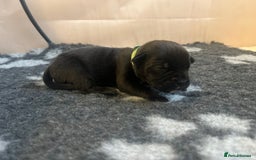 Cane Corso dogs for sale: Yuki & Aries Cane Corso Puppies  - Image 7