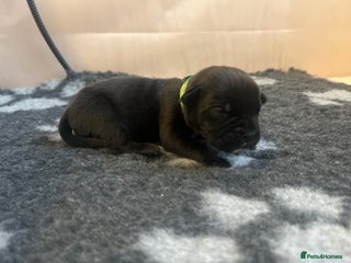 Cane Corso Puppy 4 Green