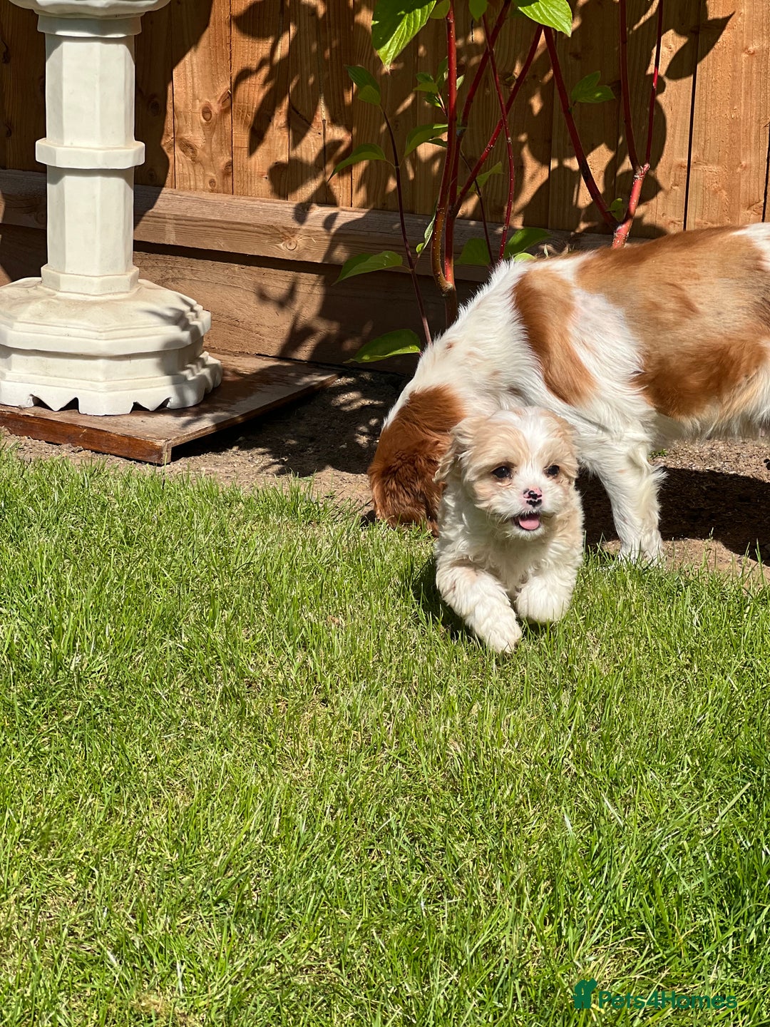Cavachon dogs for sale: Health tested F1 cavachons  - Advert 2