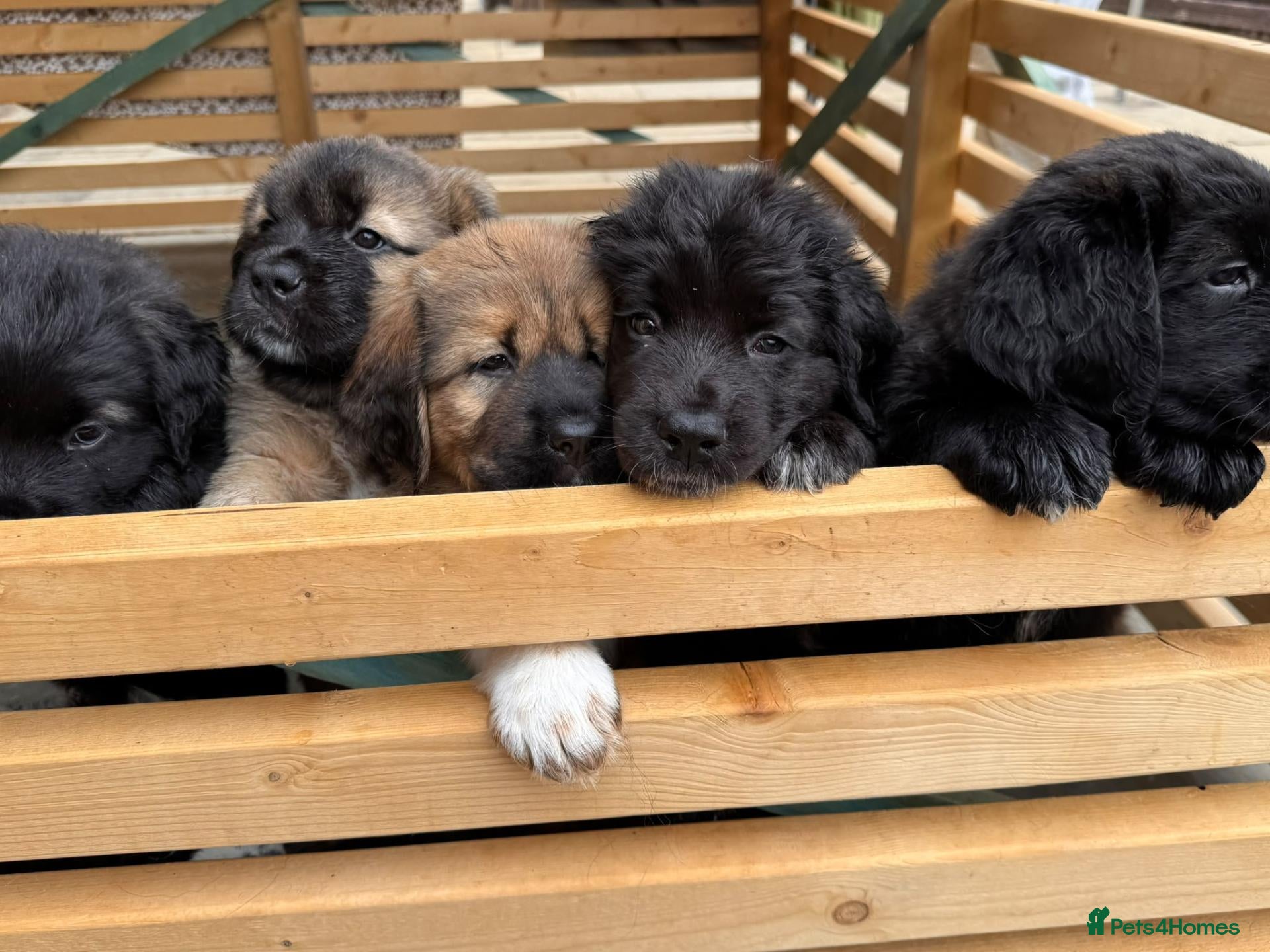 Mixed Breed dogs Last Few Tibetan Saint Puppies 2nd Gen - Advert 2