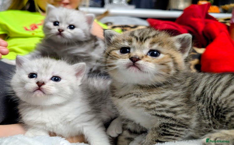 Ragdoll cats - Advert 2