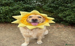Golden Retriever dogs for sale: Gorgeous Show Type Golden Retrievers - Image 29