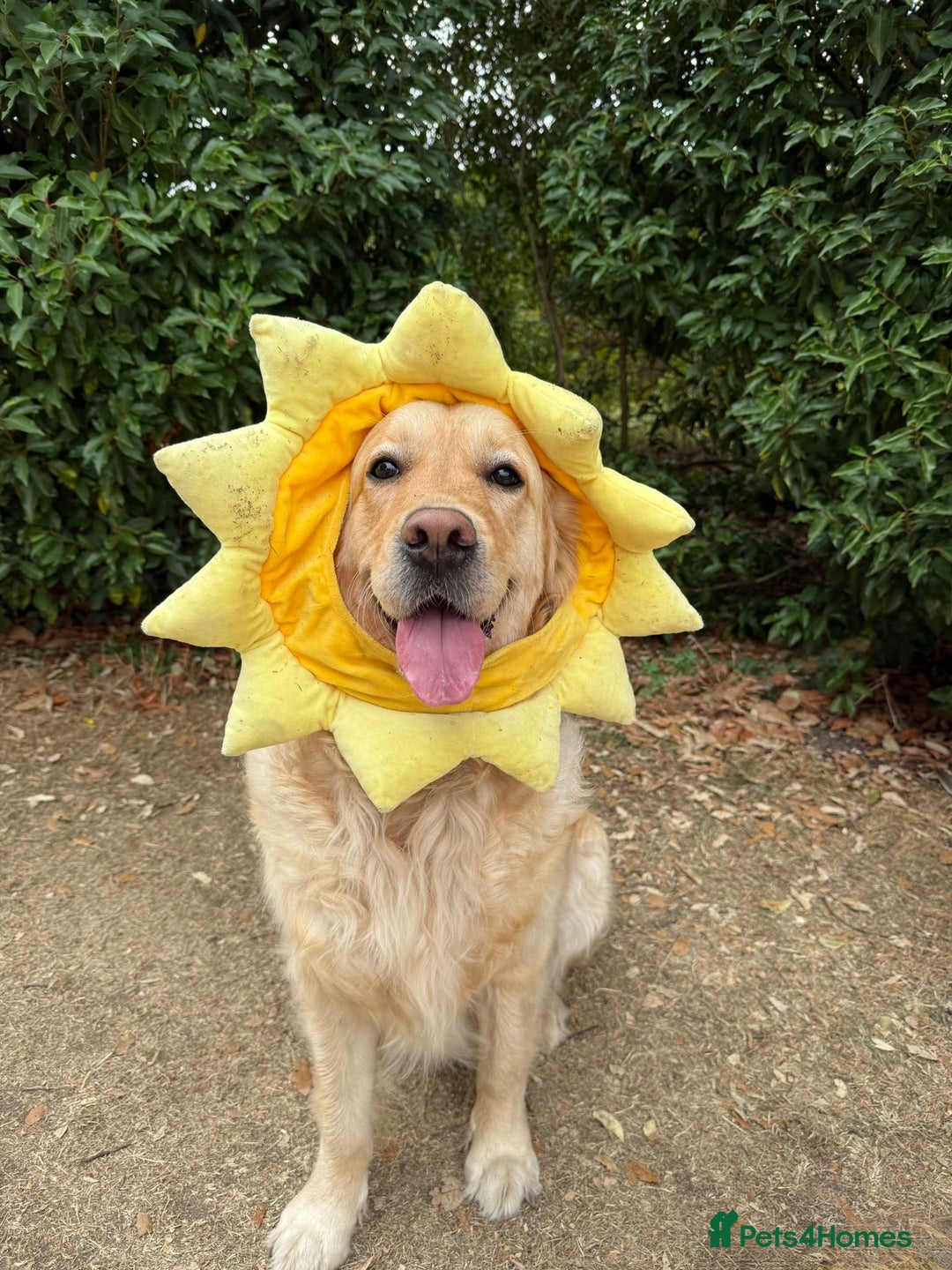 Golden Retriever dogs for sale: Gorgeous Show Type Golden Retrievers - Image 29