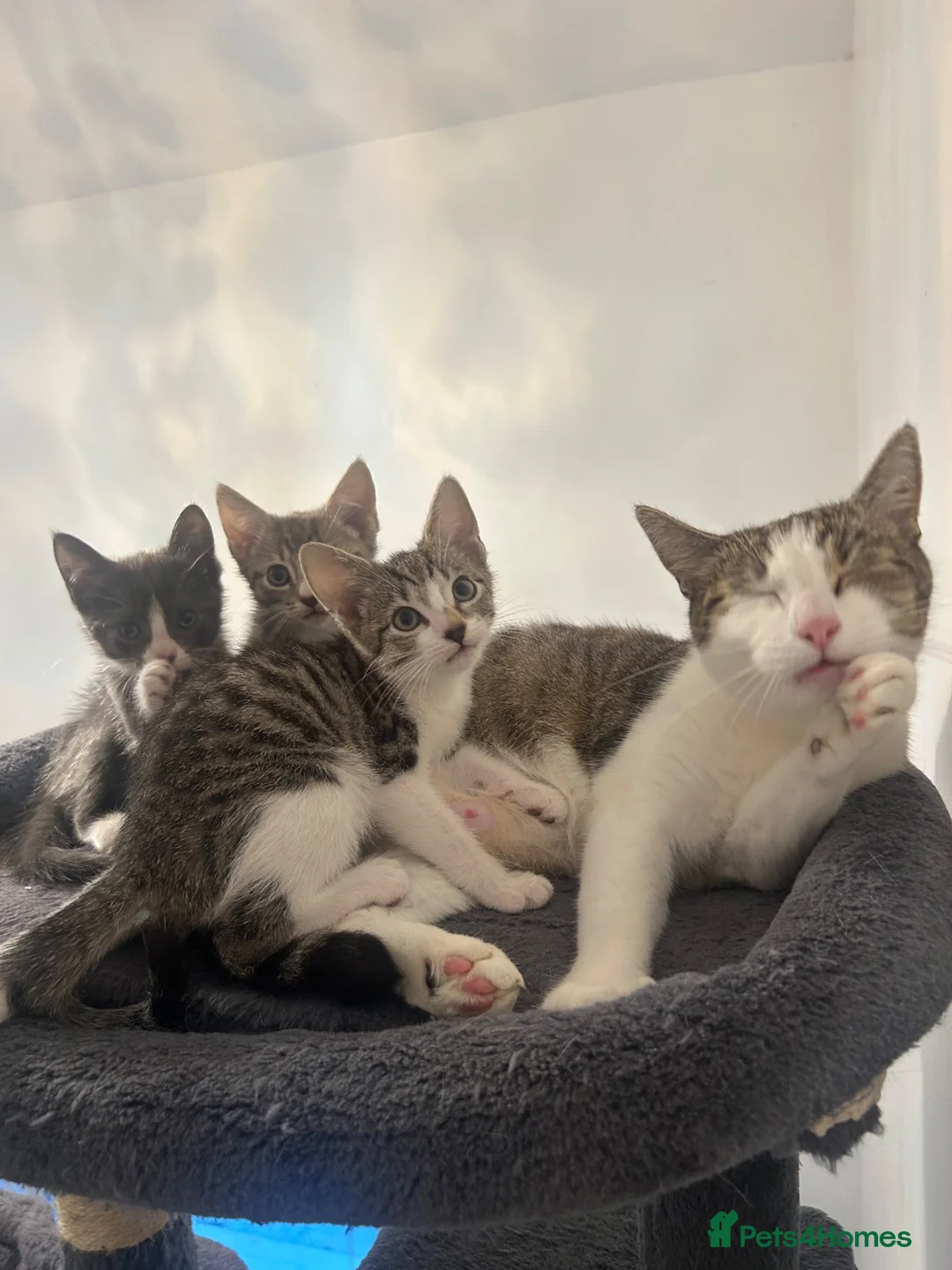 Mixed Breed cats for sale: Tabby/bengal kittens 🐈🏡 - Advert 2