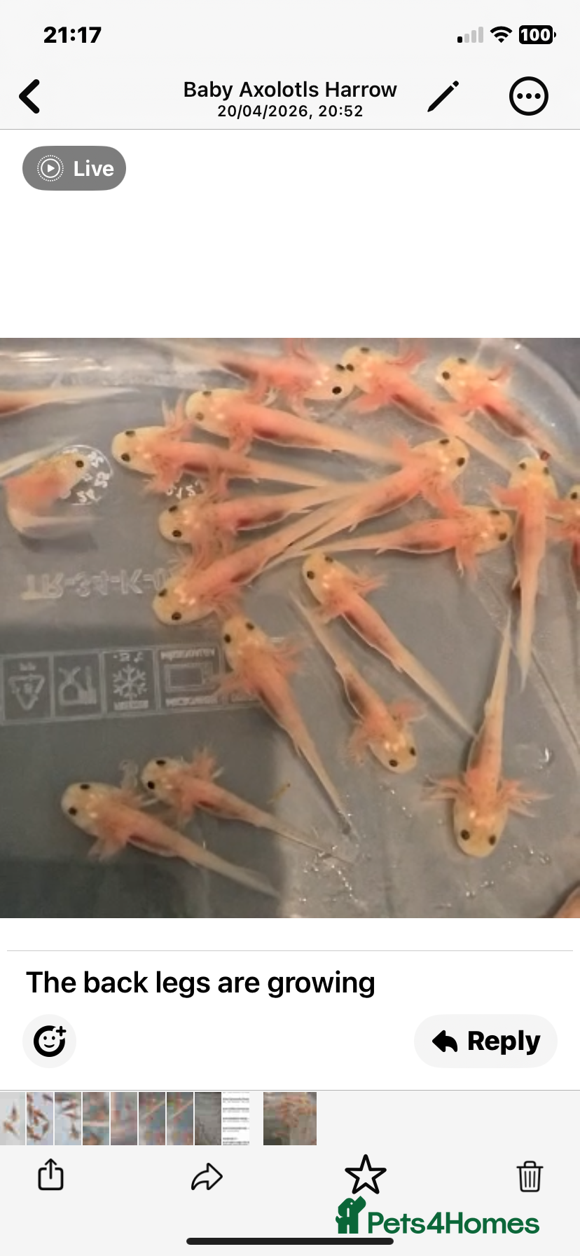 Axolotl reptiles Baby axolotls 4 months old  - Advert 2