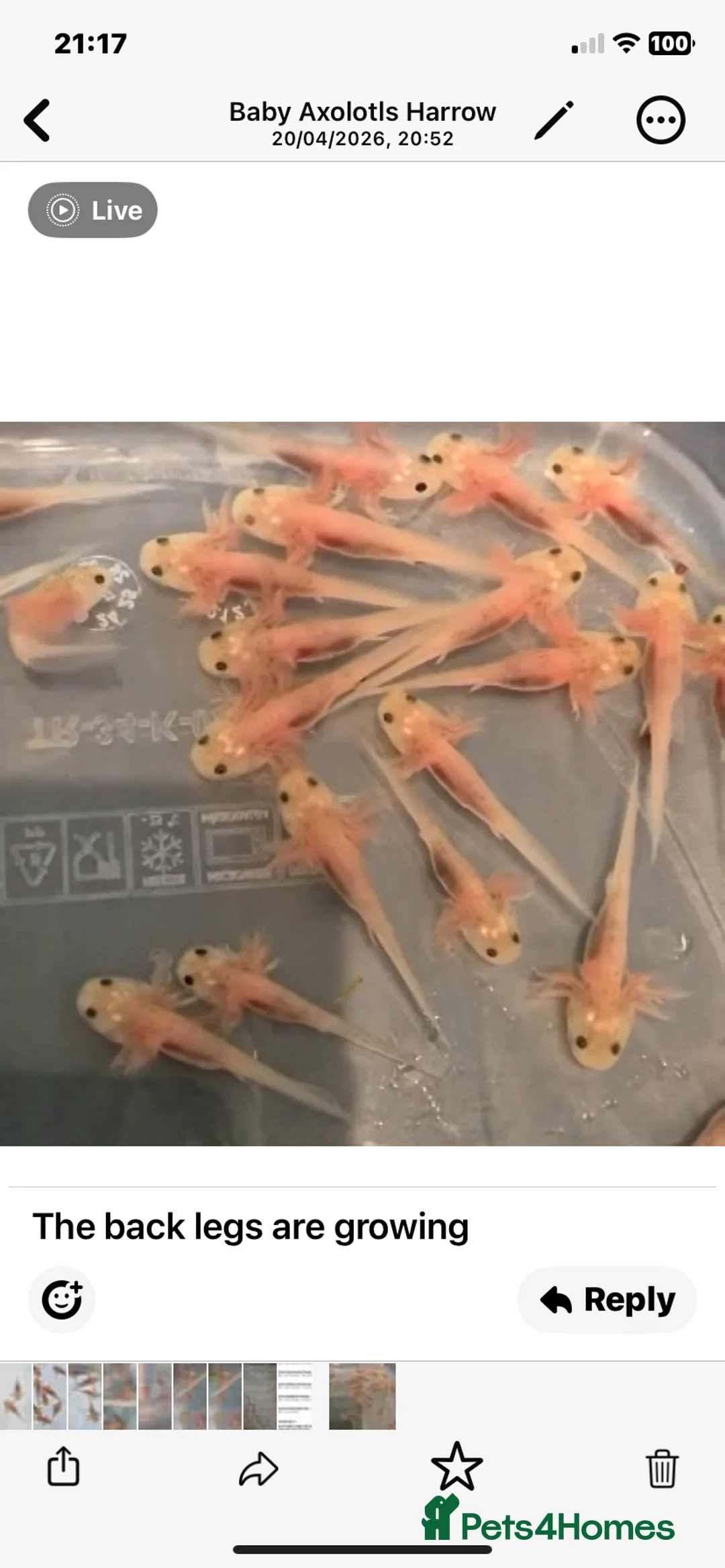 Axolotl reptiles for sale: Baby axolotls 4 months old  - Advert 2