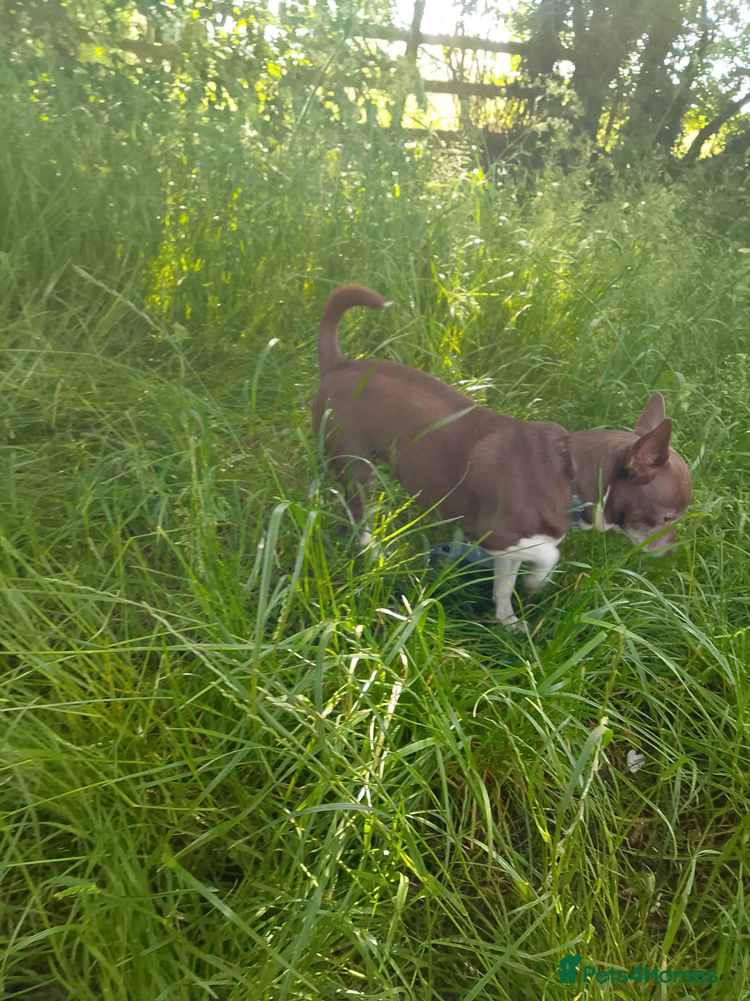 Chihuahua dogs for sale: Puppies for sale  - Image 4