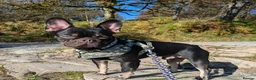 French Bulldog dogs for sale: Pedigree Black & Tan French Bulldog – 4 Years Old in Leek - Advert 7
