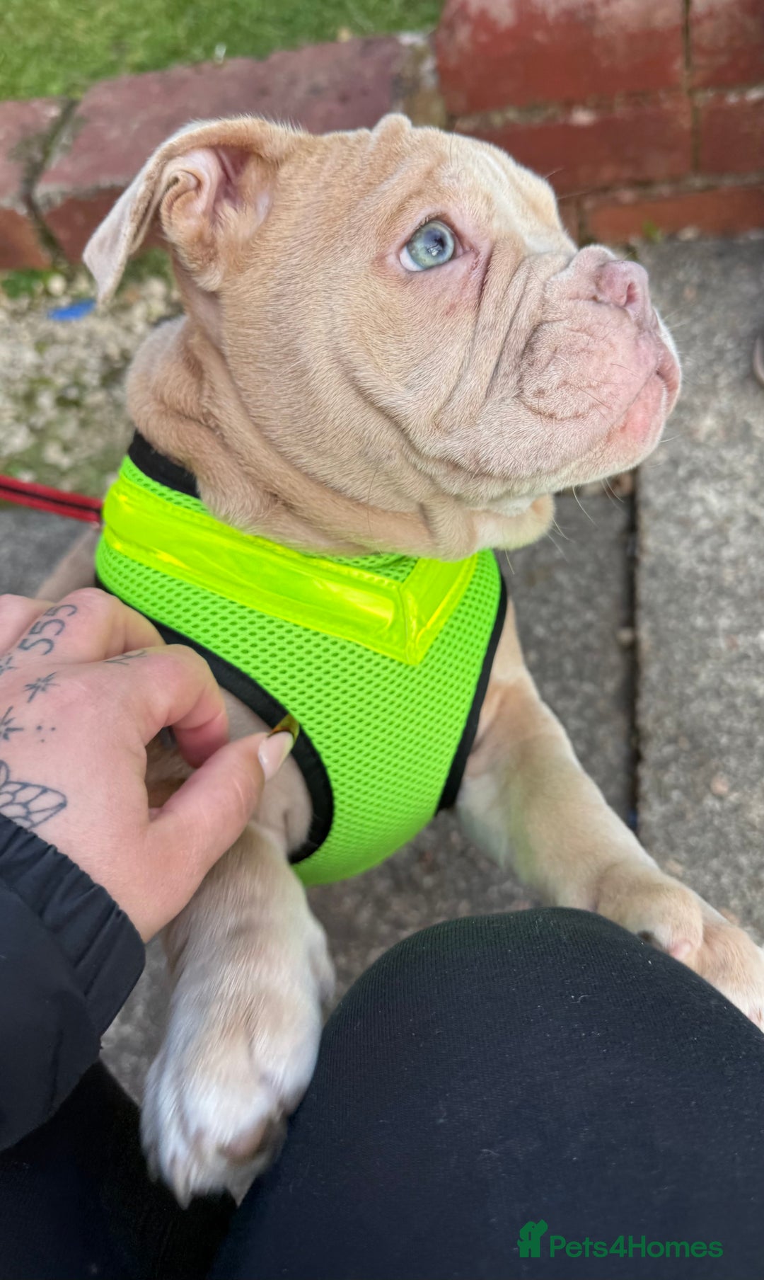 Olde English Bulldogge dogs for sale: Olde English bulldog  - Image 6