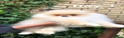 Pomeranian dogs for sale:  ✨KCRegistered ✨️ Teddy Bear Pomeranian Puppies 🐾 - Advert 5