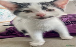 Domestic Shorthair cats for sale: Lovely funny little kittens  - Image 12