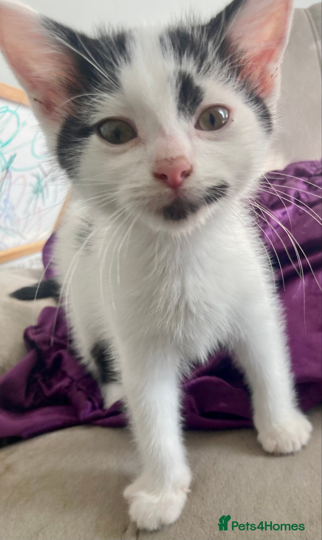 Domestic Shorthair cats for sale: Lovely funny little kittens  - Image 12
