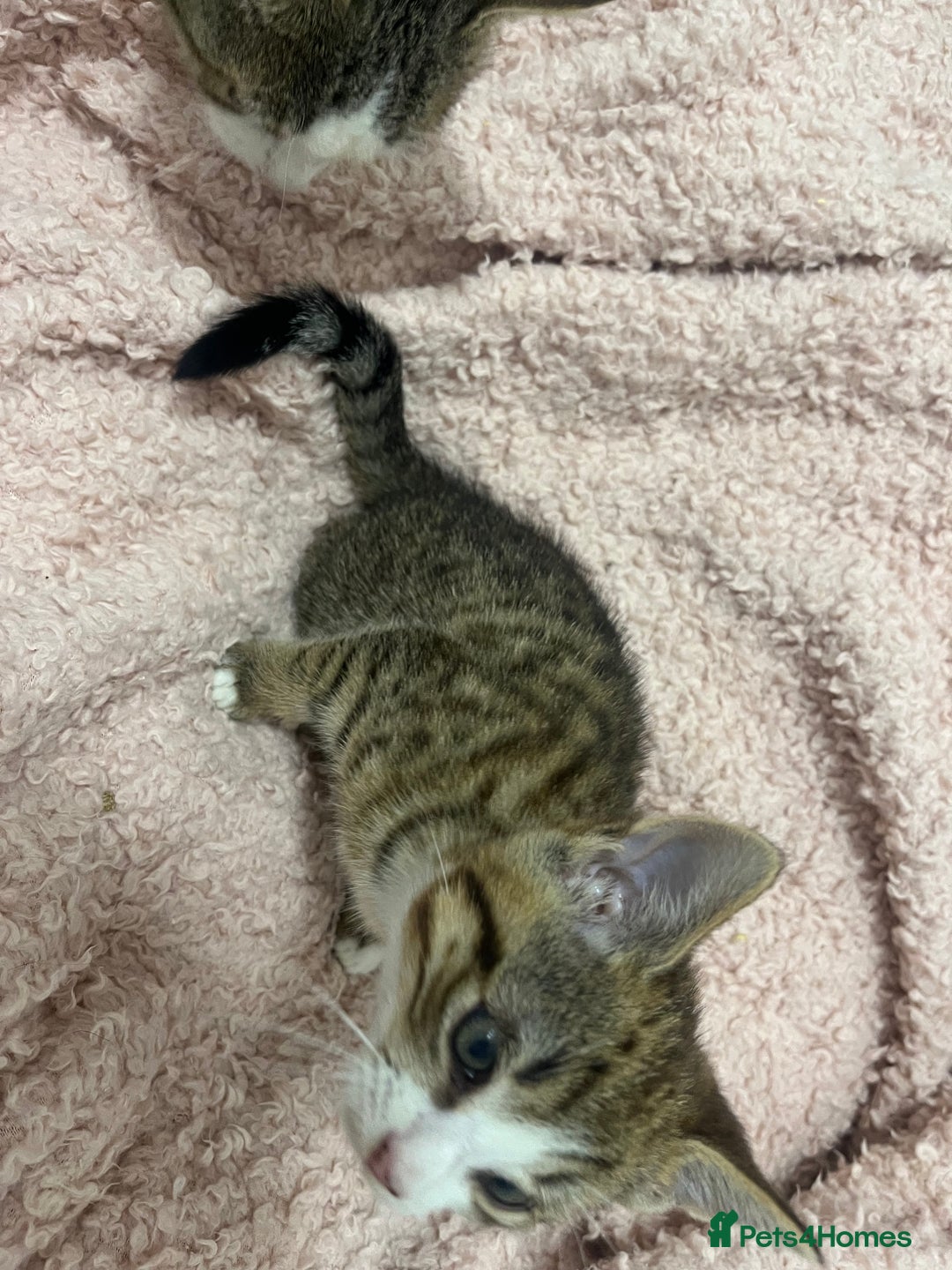 Mixed Breed cats for sale: Beautiful Half Bengal Boy Looking For His New home - Advert 7